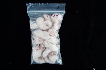 Peach Fuzzy Mice 25ct